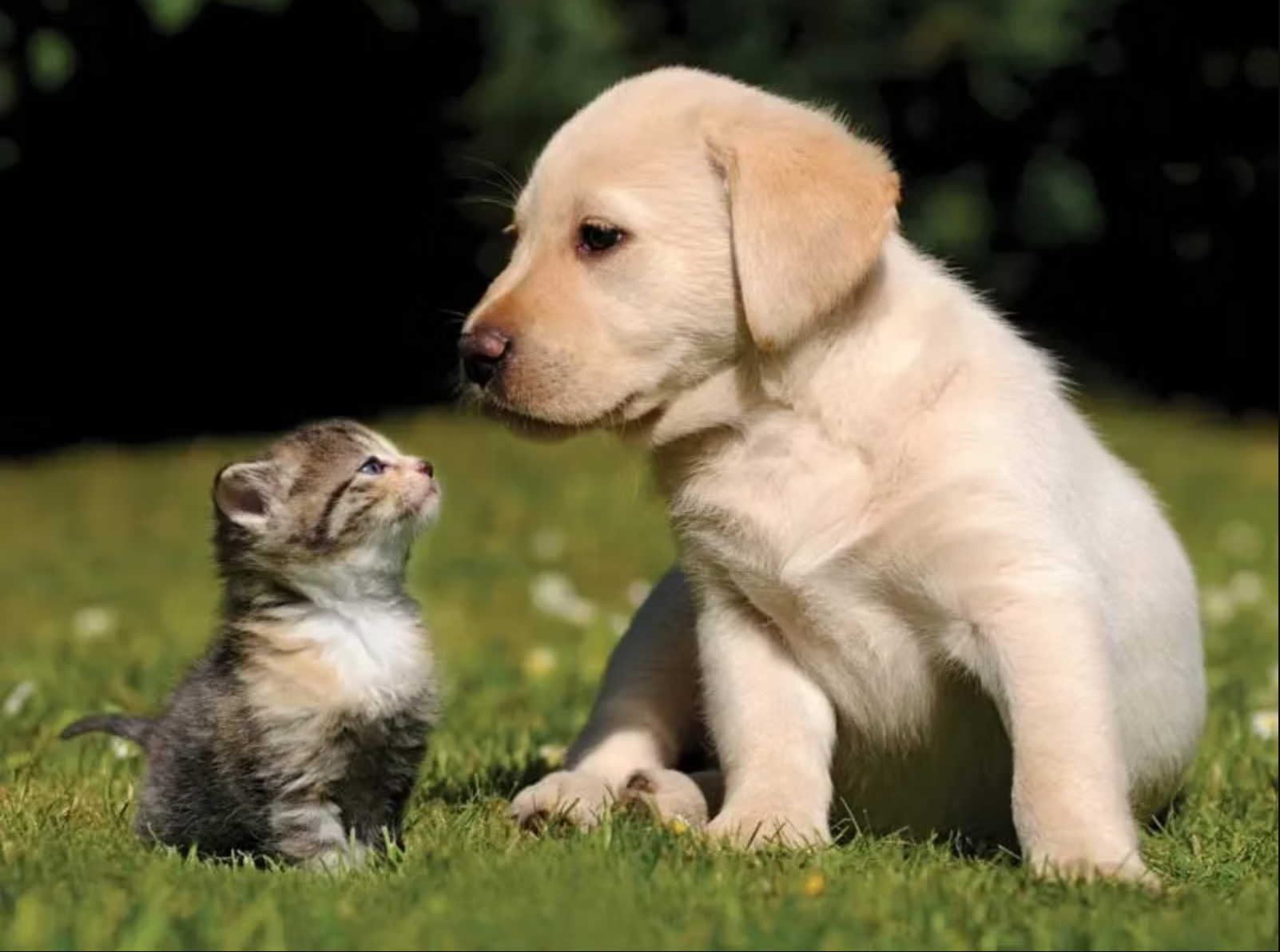 Caring for a pet is more than just buying insurance or paying vet bills. It’s shaped by feelings, habits, culture, and history.