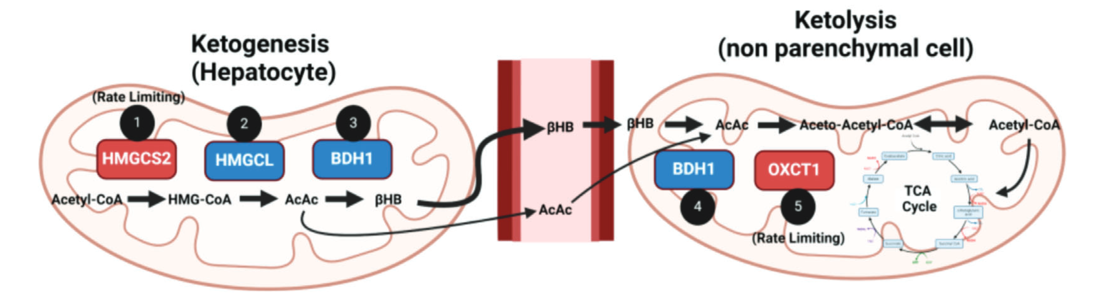 Schematic of ketogenesis and ketolysis pathway and keyenzymes involved.
