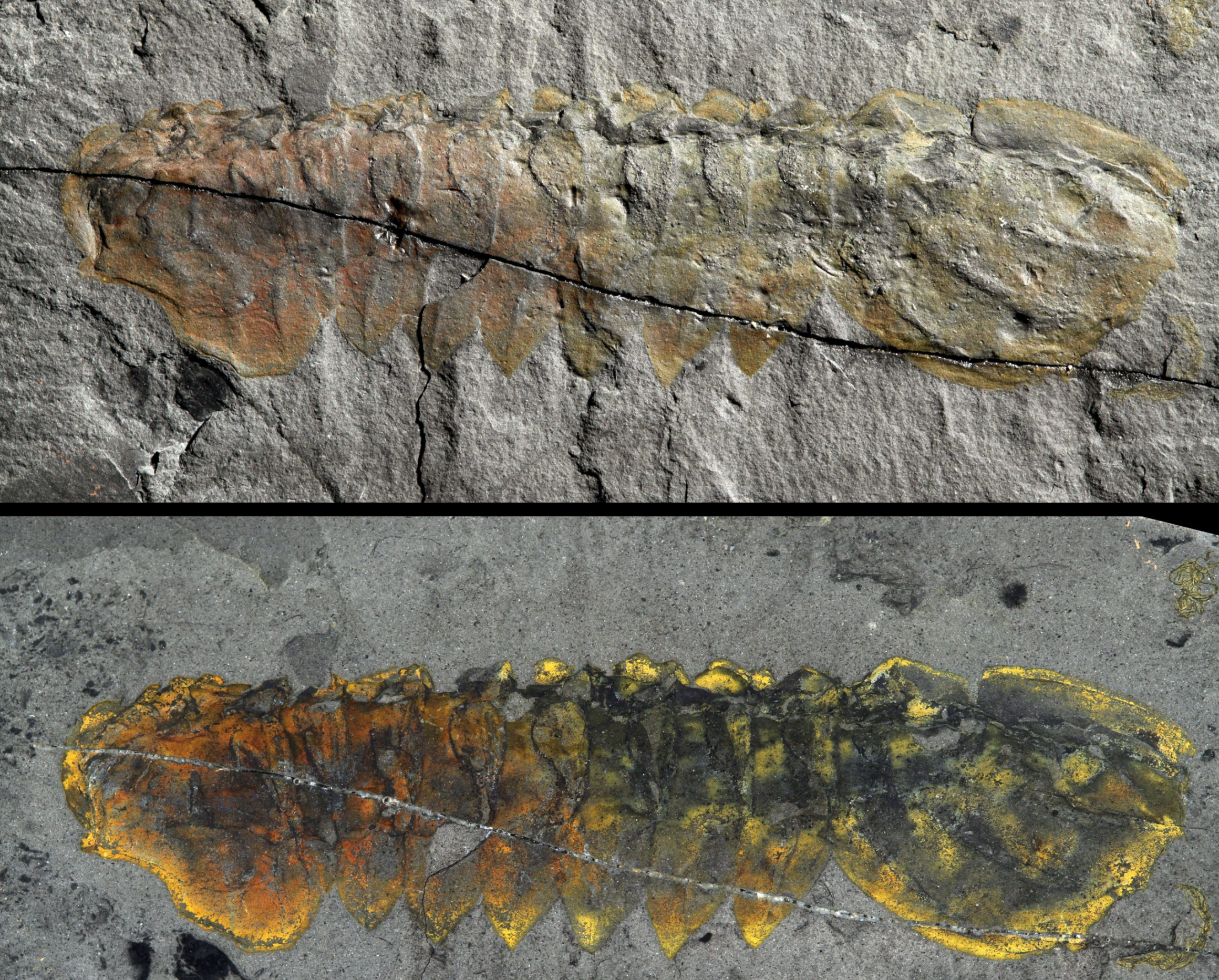 Mollisonia symmetrica (USNM 189155). Exoskeleton preserved in oblique view. Specimen length = 79 mm. Specimen dry – direct light (top), wet – polarized light (bottom). Walcott Quarry.