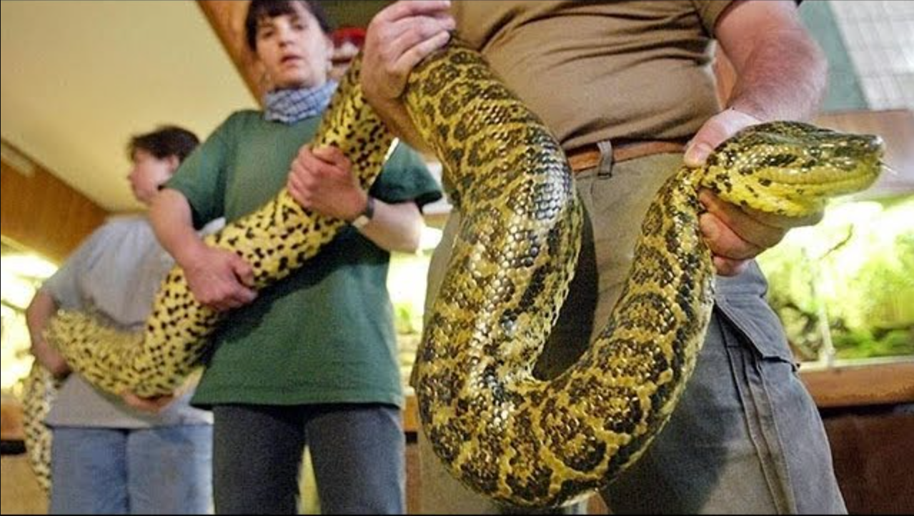 Zoo workers carry a 3.5 meter-long yellow Anaconda.