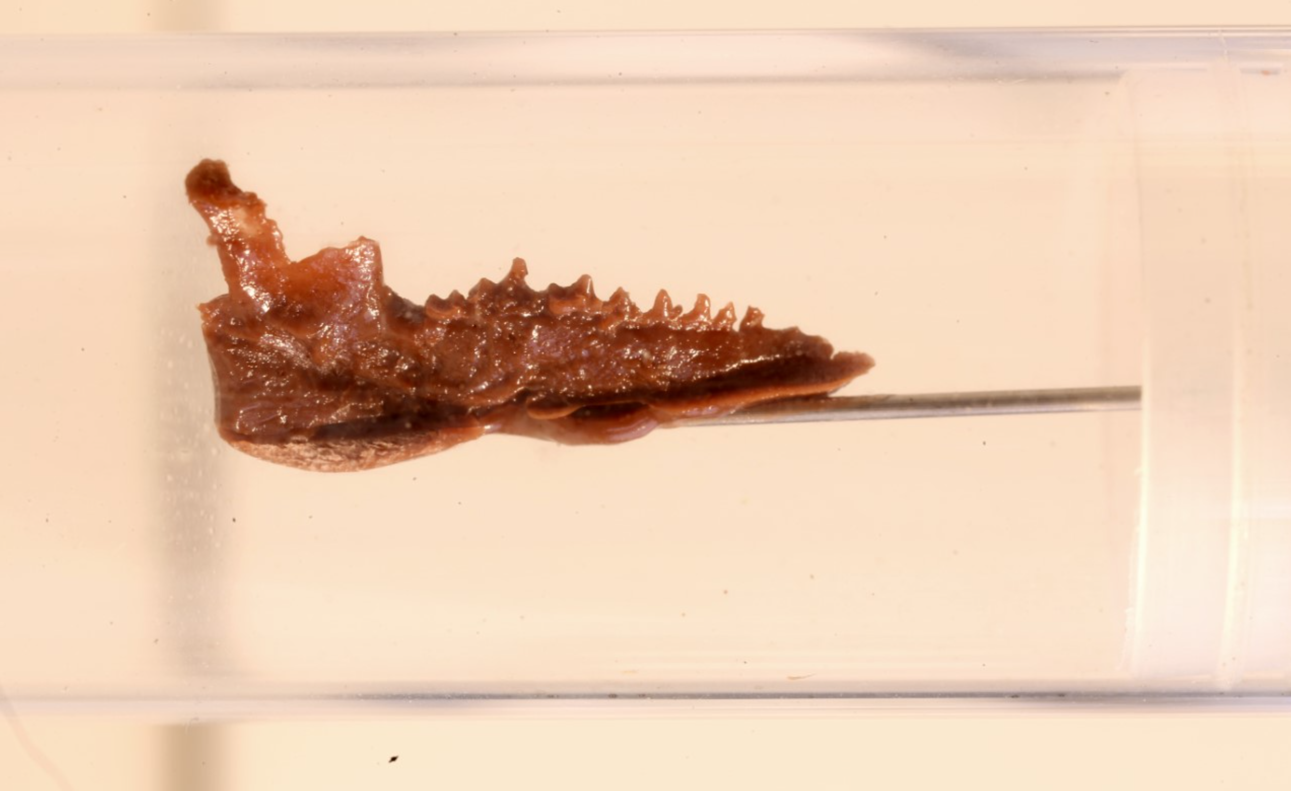 Tribosphenic teeth.