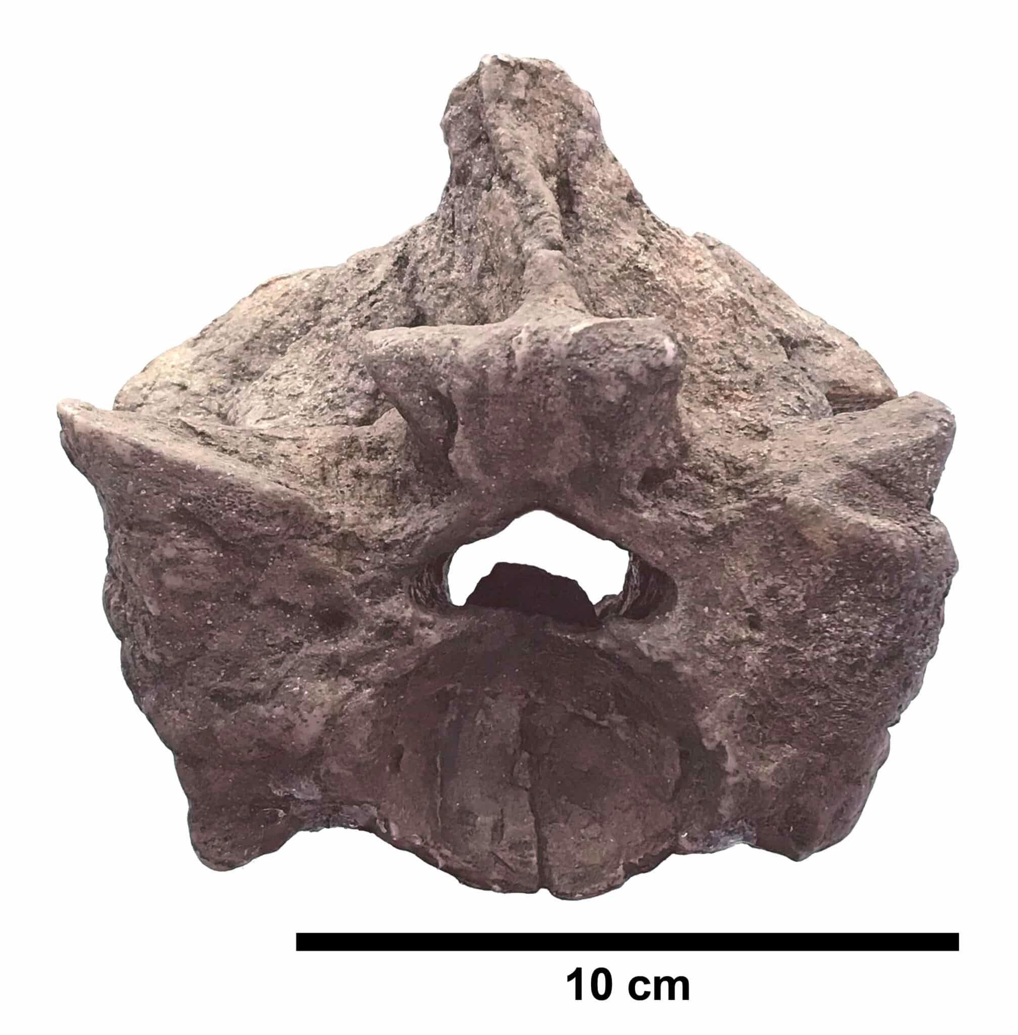 Titanoboa paratype precloacal vertebra UF-IGM 2 edited with scale bar.