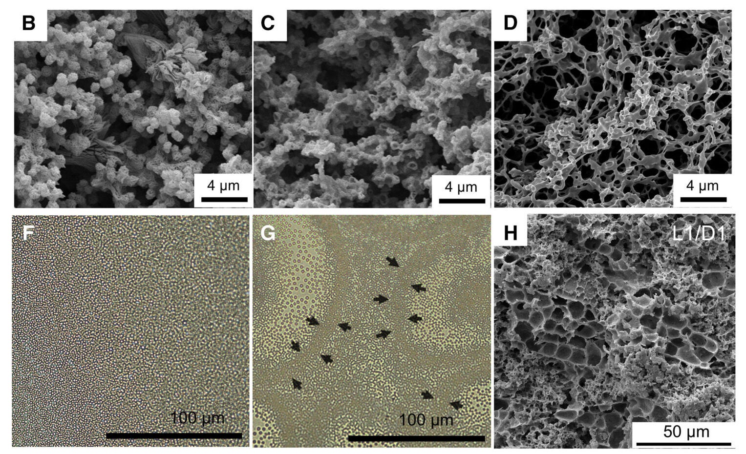 SEM images of metafilms prepared by room temperature phase separation (RPS), low-temperature phase separation (LPS), and low-temperature two-step phase separation (LTPS). 