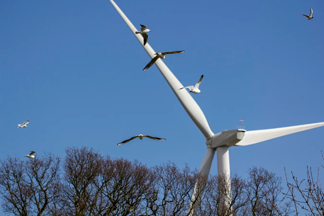 With the Vortex bladeless turbine, birds fly safely around it, avoiding the deadly collisions that often happen with spinning blades.