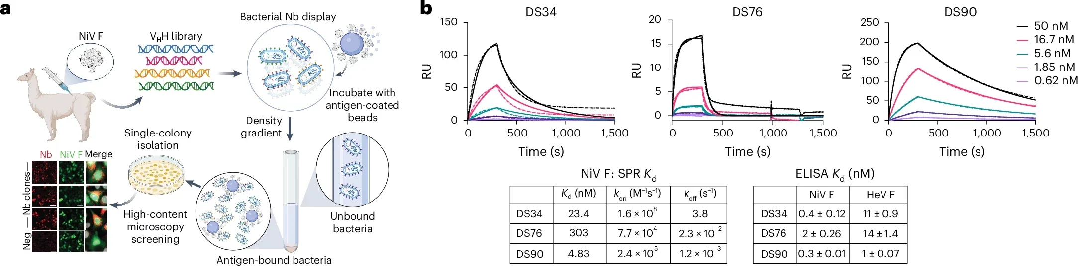 Isolation and functional characterization of F-specific nanobodies.