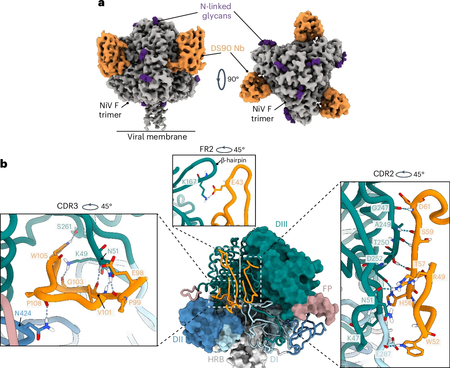 DS90 binds to a glycan-free, quaternary epitope on NiV F.