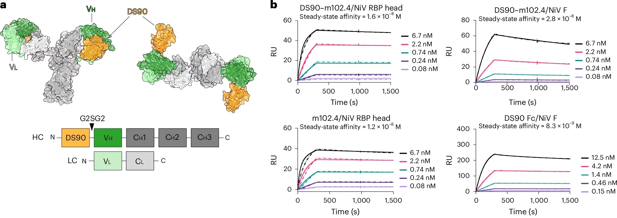 Design and characterization of a bispecific DS90–m102.4 therapeutic approach.