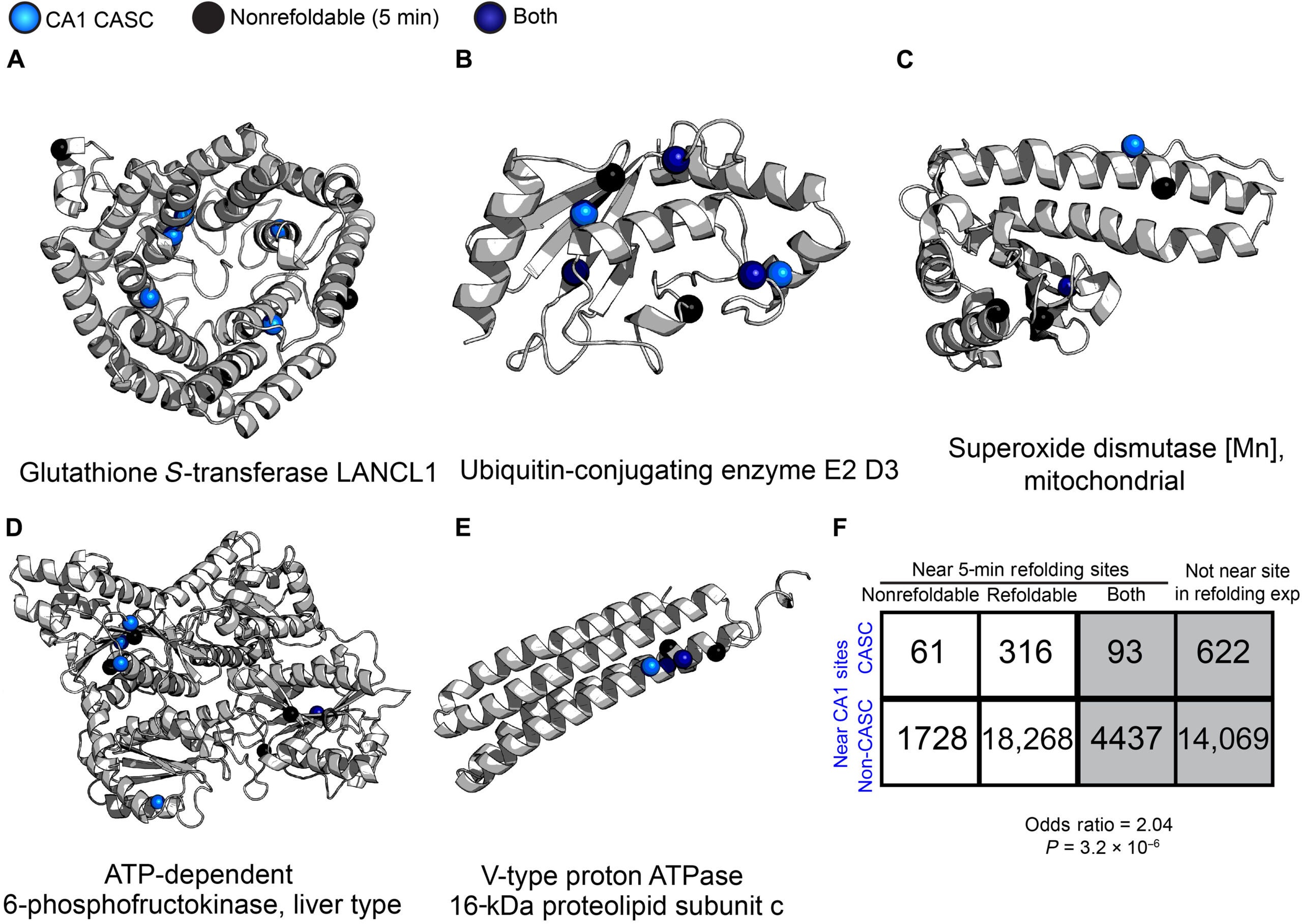 Colocalization between nonrefoldable sites and CASC sites.