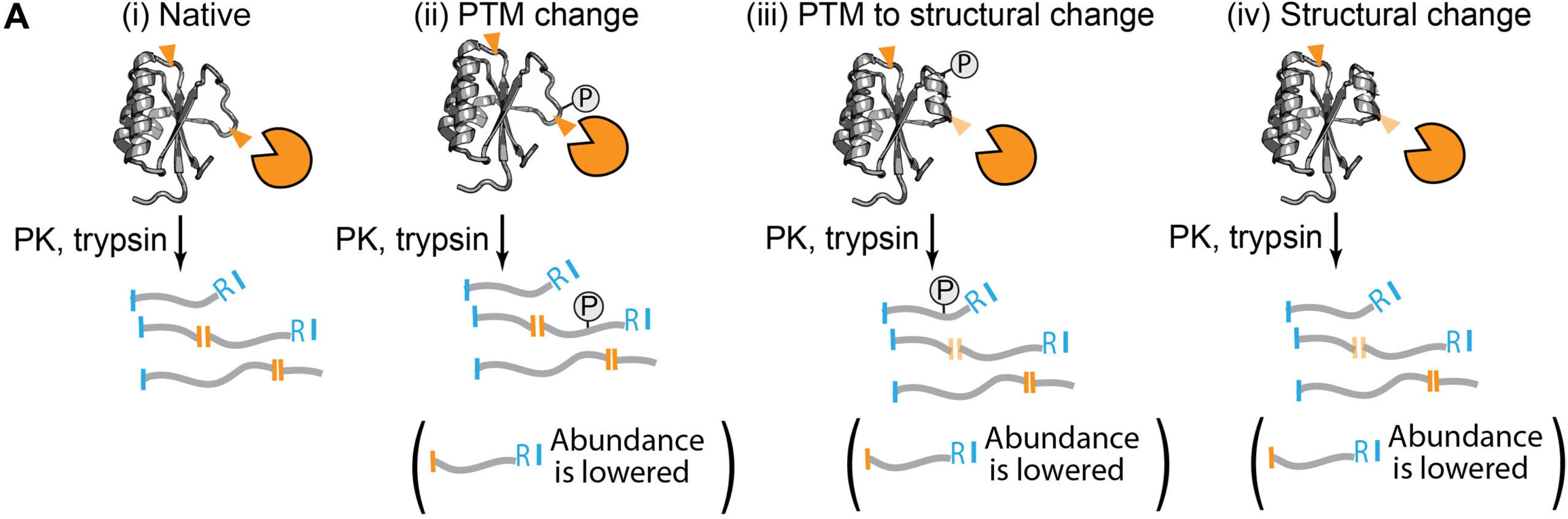 Scheme showing three scenarios (labeled cases ii, iii, and iv) for how the abundance of a half-tryptic peptide might be changed during LiP relative to a reference.