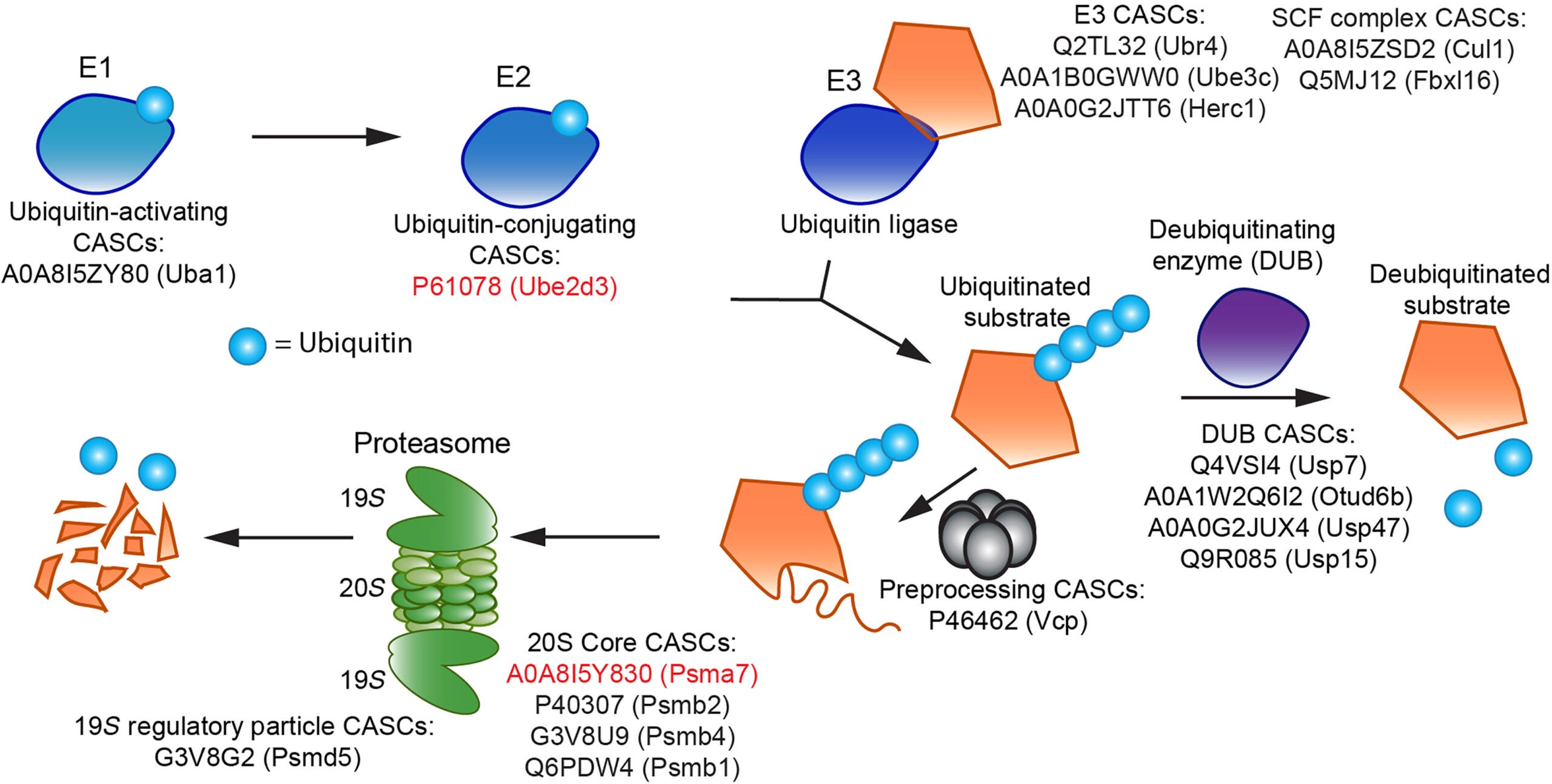 Many CASCs are part of the ubiquitin-proteasome pathway. UniProt accession numbers of various CASCs are listed, categorized by component in the UPS.