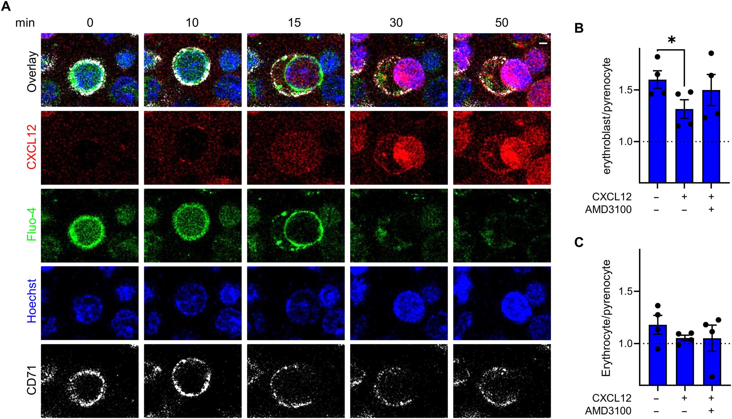 CXCL12-stimulated erythroblast elongation, nuclear polarization, chromatin condensation, and enucleation.