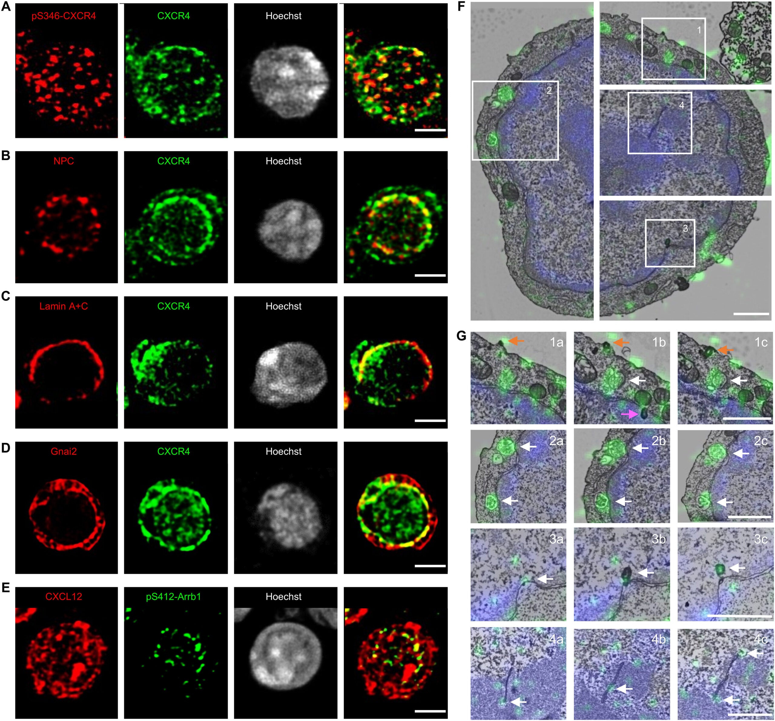 Intracellular localization of CXCL12 and CXCR4 in erythroblasts.