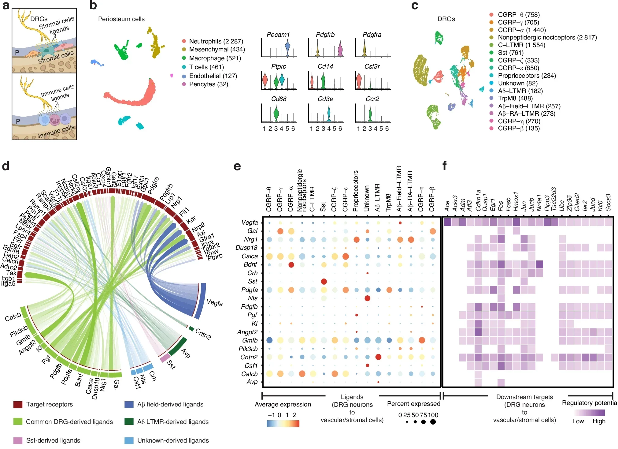 Cellular communication by interactome analysis between DRG neurons and long bone periosteum.
