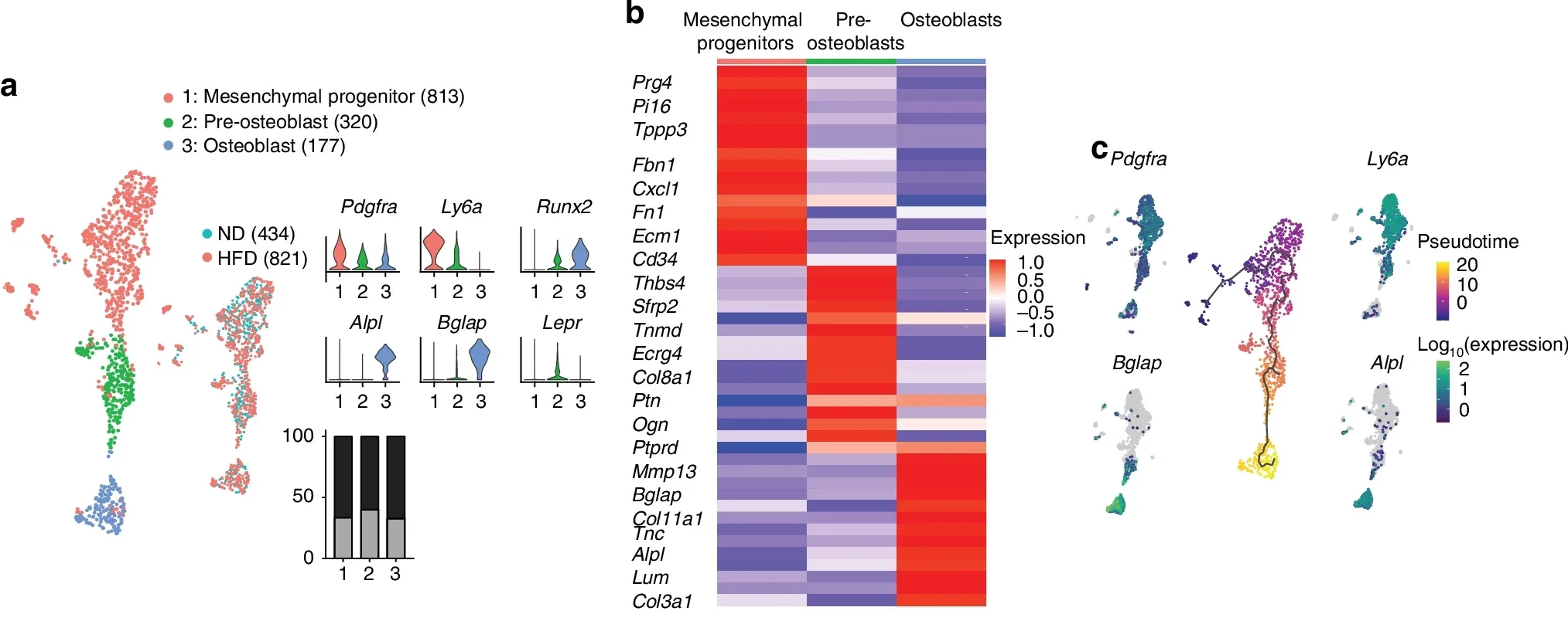 UMAP of mesenchymal cell subclusters including mesenchymal progenitors, pre-osteoblasts, and osteoblasts, along with known gene markers for each by violin plot, and the cell number ratio among ND and HFD treated groups.