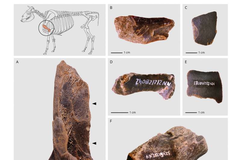 From complete bones to tiny fragments. At the Neumark-Nord 2/2B sites, imported bones were initially smashed open to extract marrow from the hollow cavities