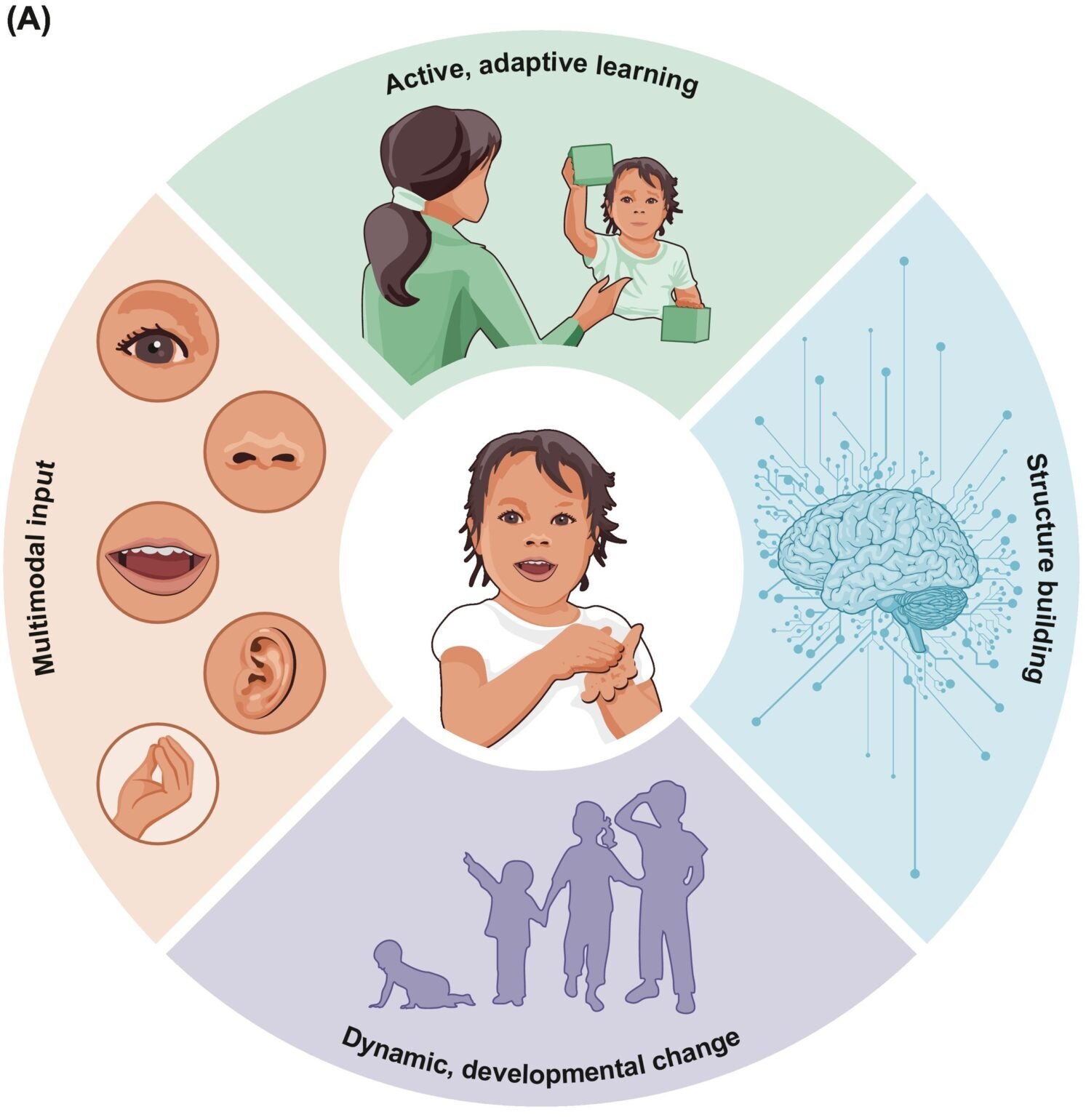 Schematic of how the components work together in language acquisition.