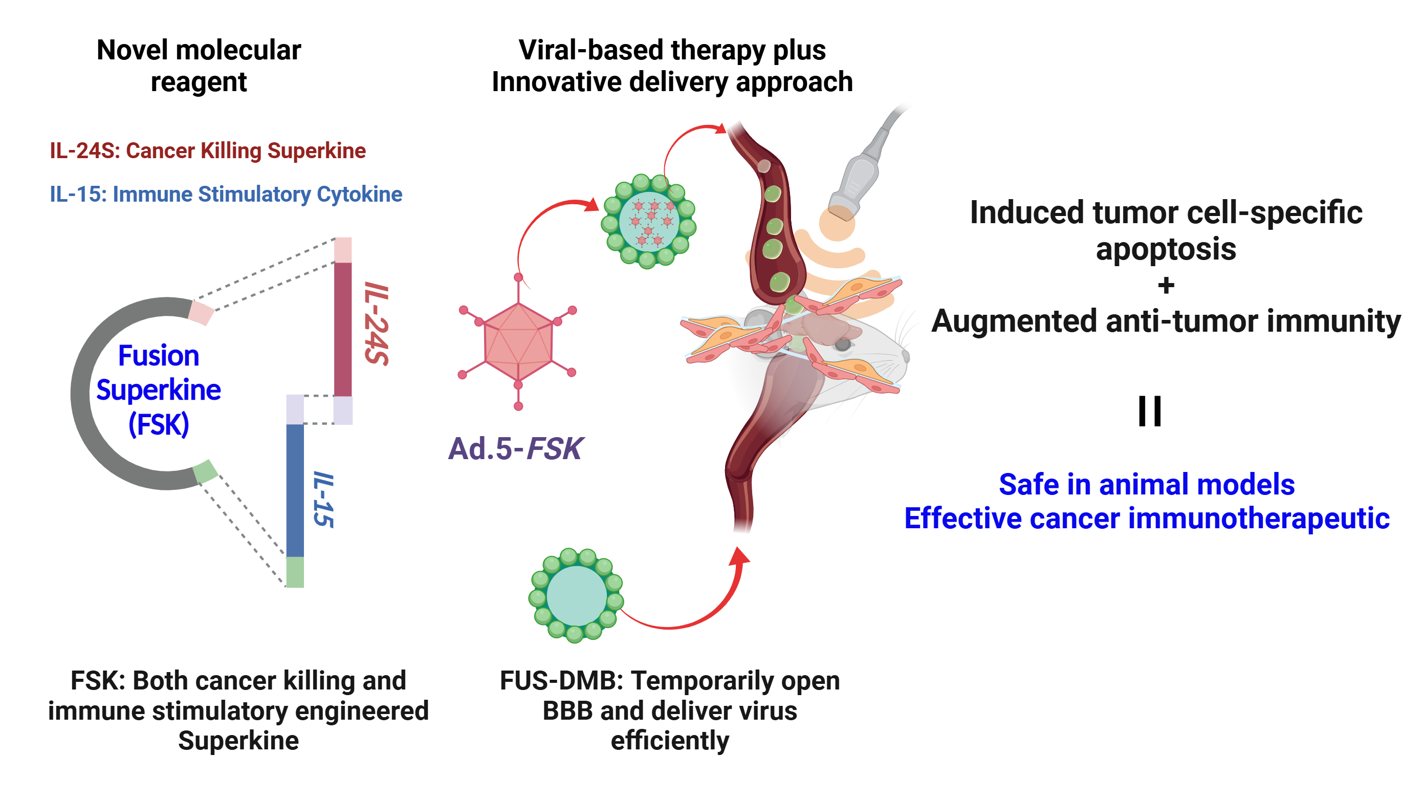 The Fusion Superkine (FSK) stimulated higher tumor regression and enhanced survival in vivo more than the individual ‘Superkine’ (IL-24S) or cytokine (IL-15) in glioblastoma cancer models.