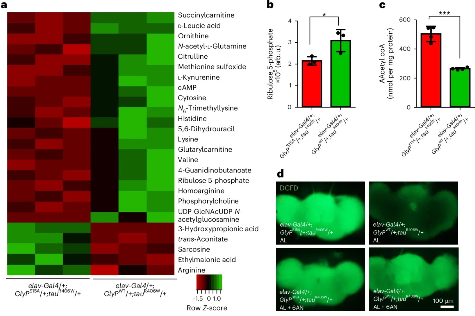 Glycogen breakdown in neurons shunts glucose to the PPP and reduces oxidative stress.