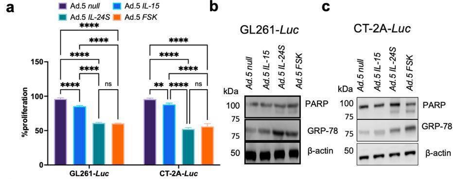 The antitumor efficacy of Ad.5 FSK in GL261-Luc and CT-2A-Luc tumor-bearing immune-competent mice.