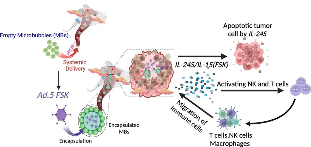 Schematic of non-invasive FUS-DMB approach to deliver IL-24S/IL-15(FSK) in GBM and a proposed mechanism of action of the FSK as an immunotherapeutic agent.