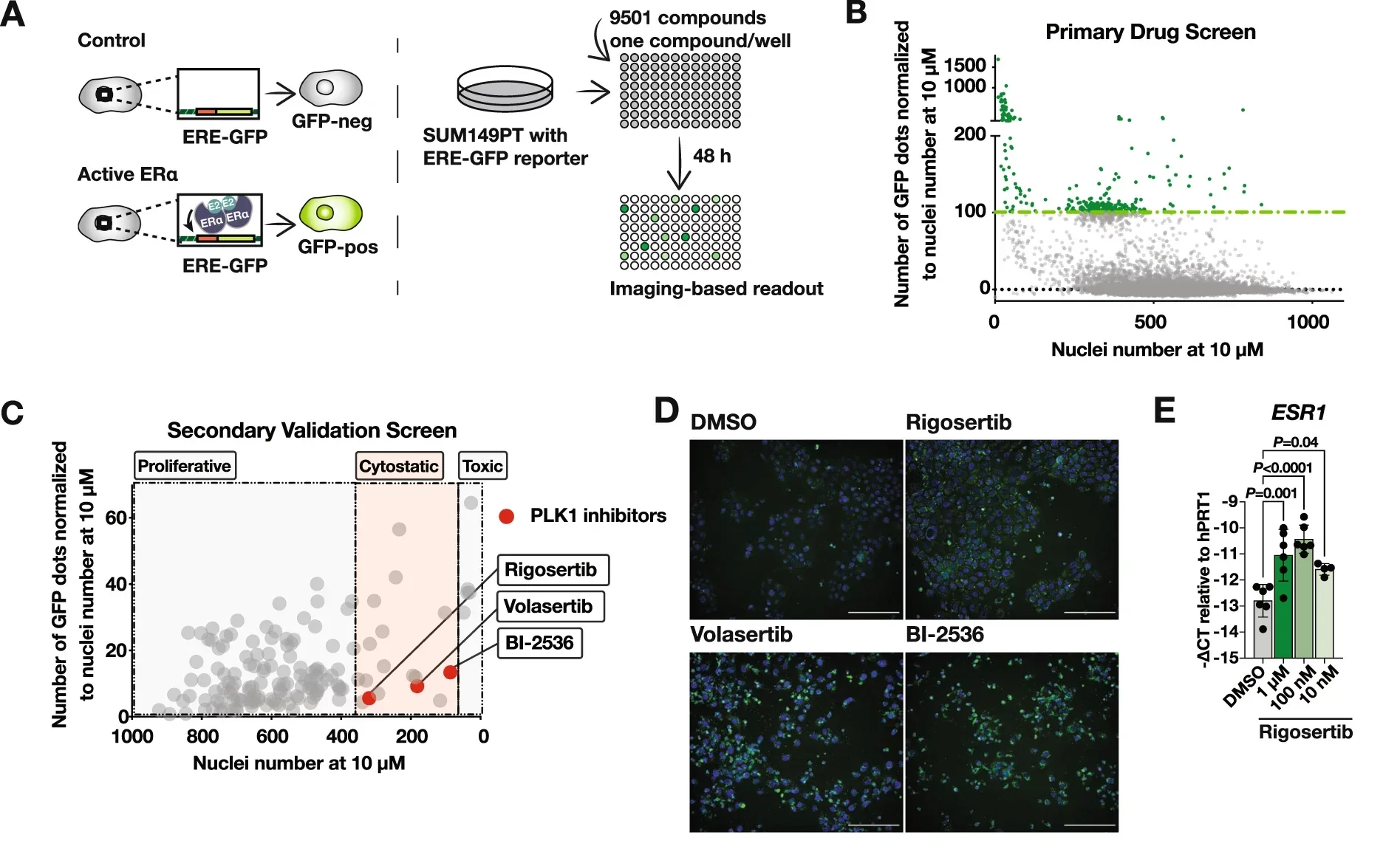 High-throughput drug screen reveals estrogen receptor α (ERα) induction in triple-negative breast cancer (TNBC) upon polo-like kinase 1 (PLK1) inhibition.