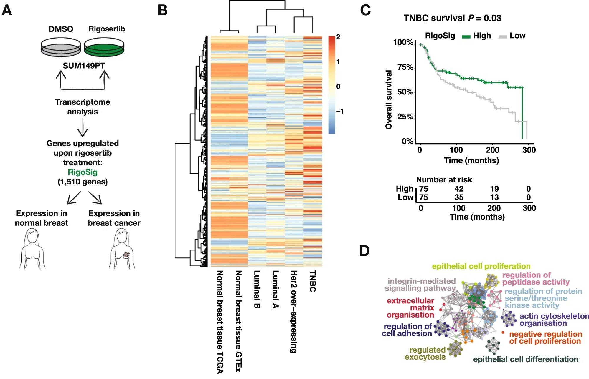 PLK1 inhibition upregulates cell differentiation programmes.