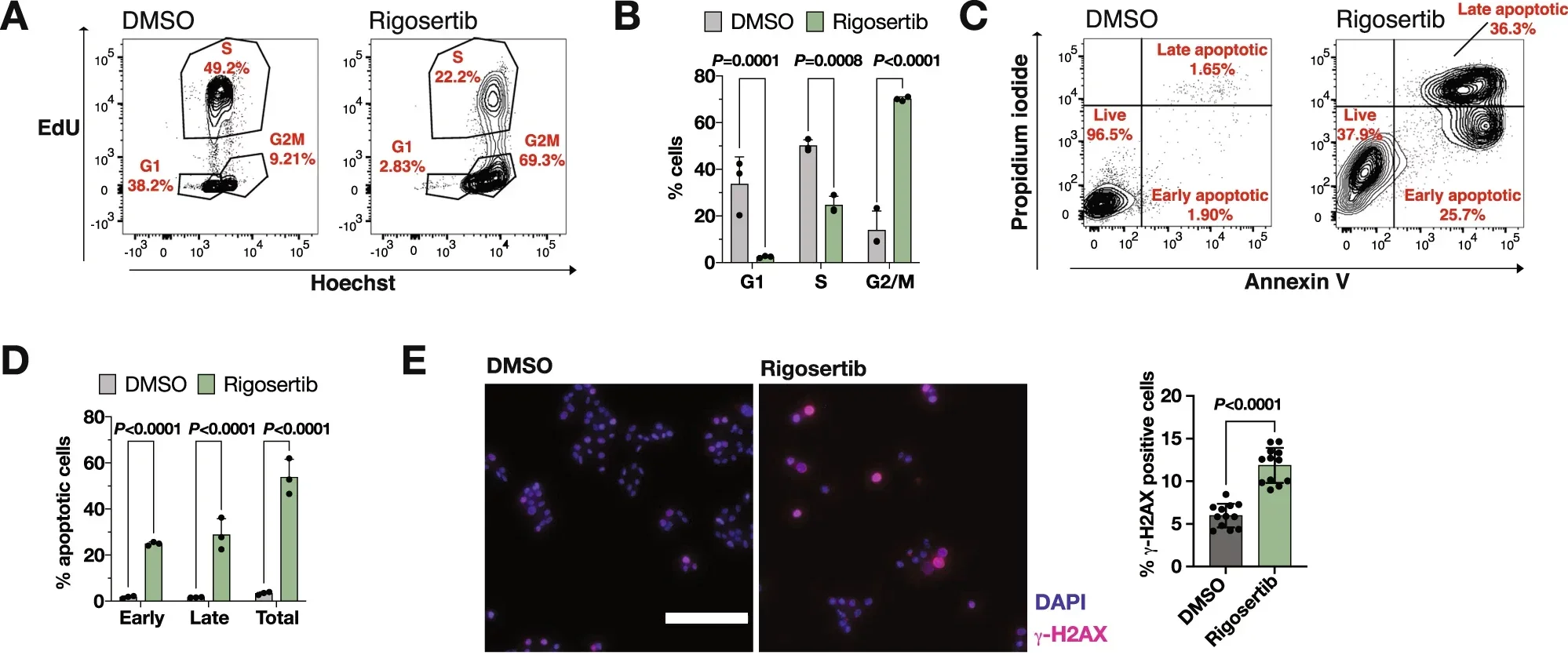 PLK1 inhibition induces DNA damage with subsequent mitotic arrest.