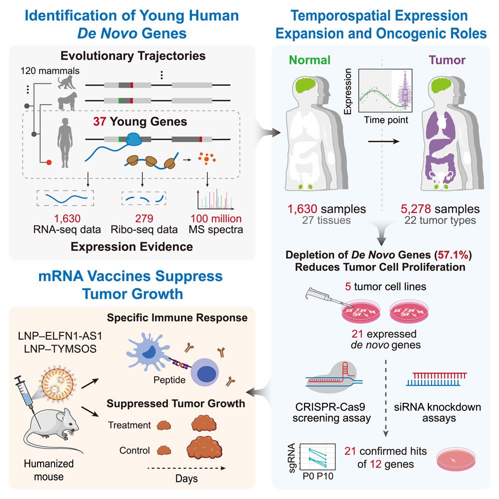 Oncogenic roles of young human de novo genes