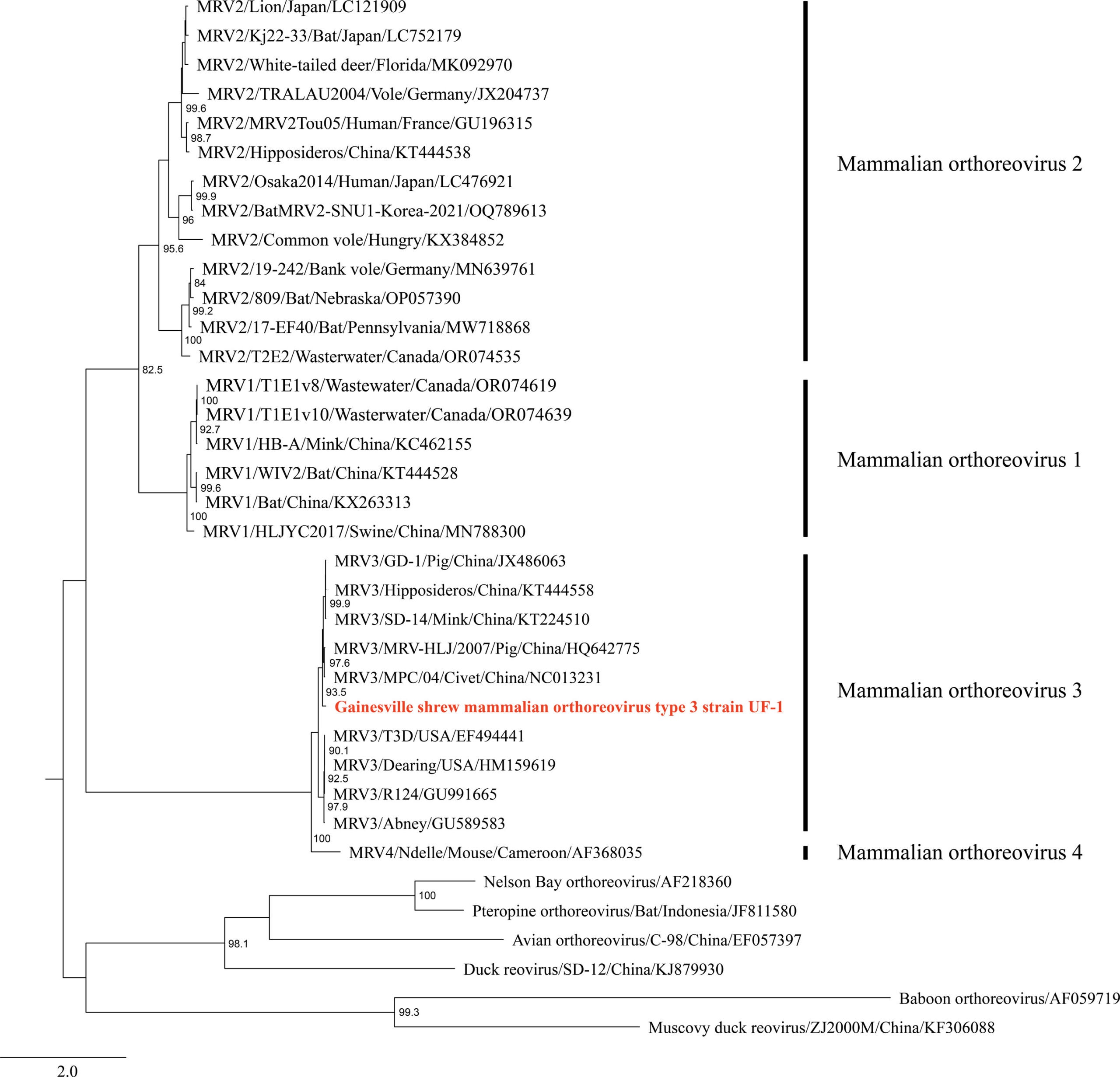 phylogenetic tree of Gainesville shrew mammalian orthoreovirus type 3 strain UF-1.