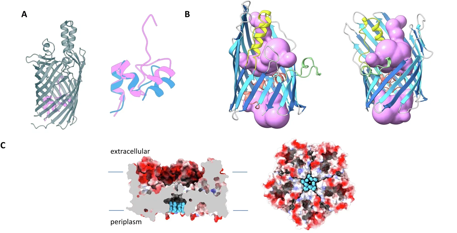 Pore and membrane features of PopA.