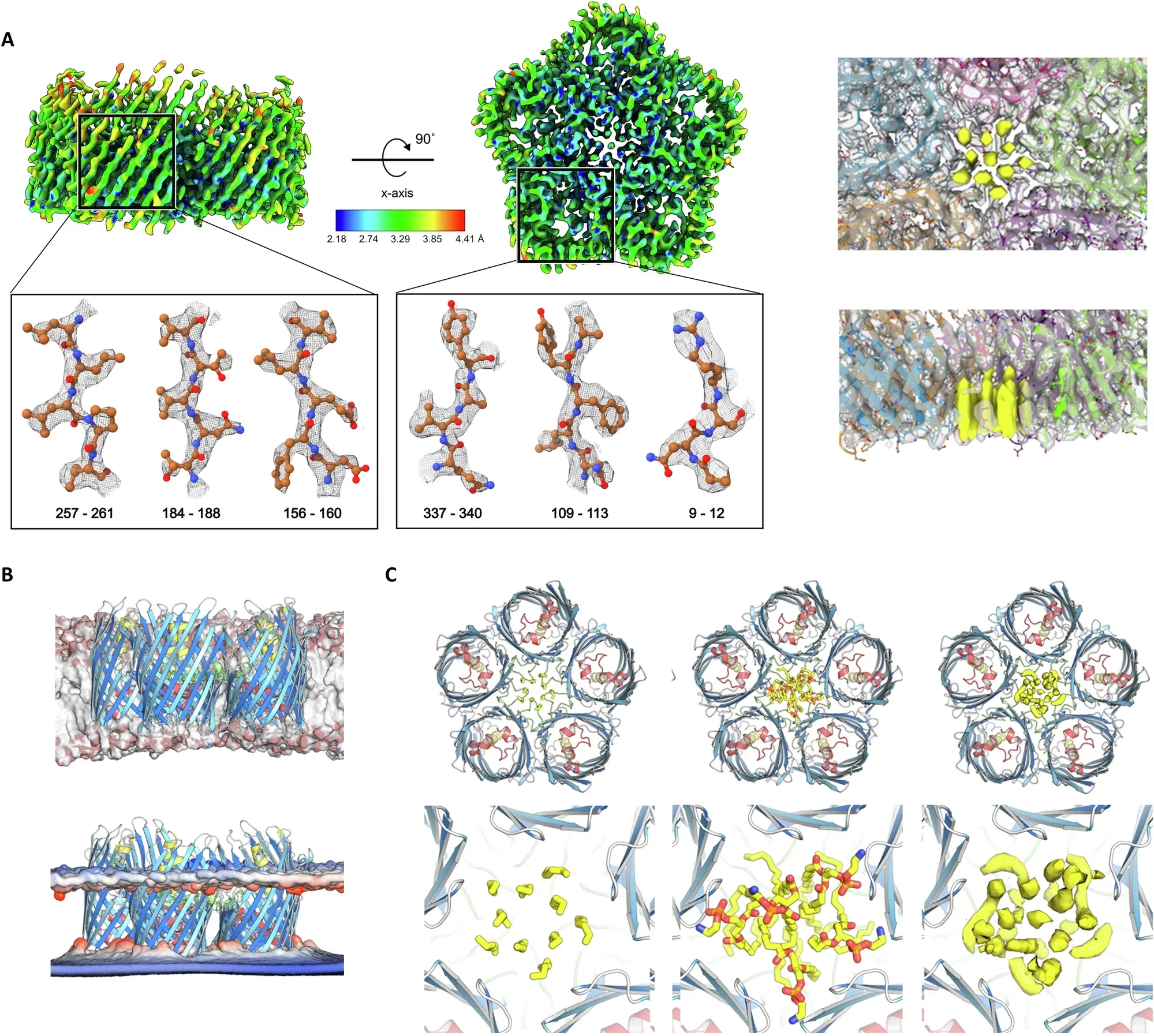 Cryo-EM structure and molecular dynamics of native PopA confirm lipid-trapping features.