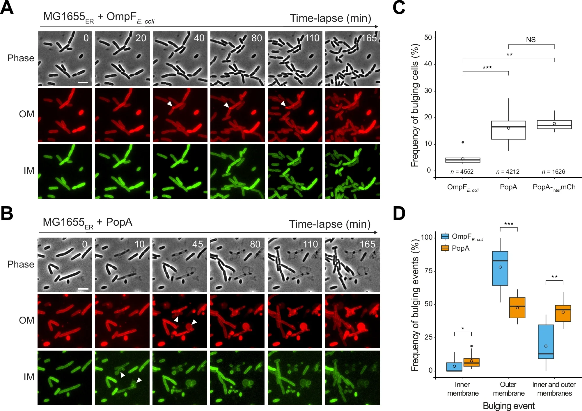 Bdellovibrio PopA induces strong envelope defects in E. coli.