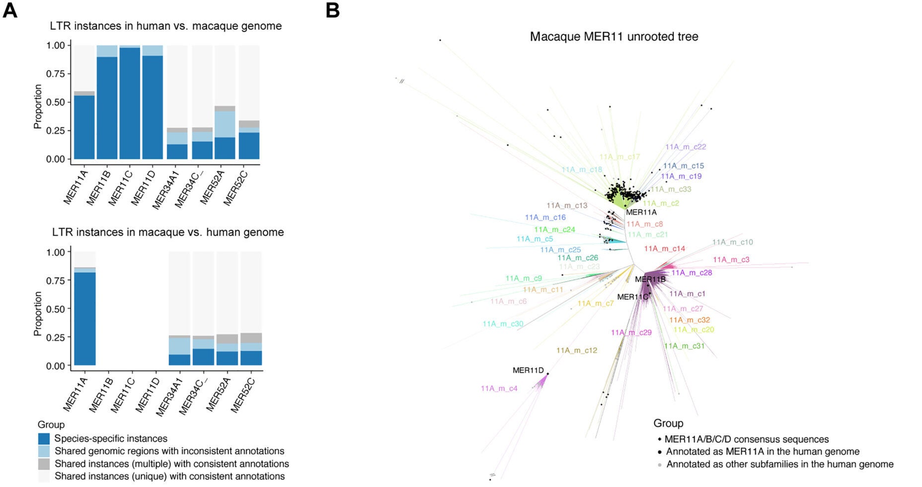 The presence of MER11 new subfamilies in both human and macaque lineages.