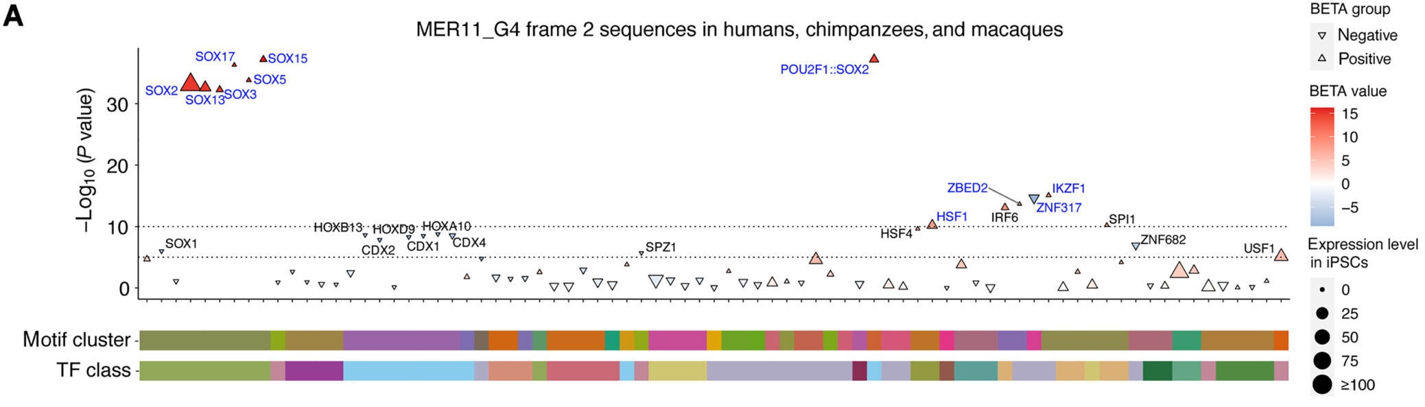 Nucleotide changes and gain of functional motifs during separate expansions of MER11_G4 in primate lineages.