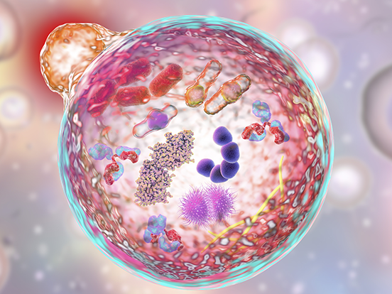 UC San Diego researchers have built synthetic cell membranes that can break down and rebuild themselves, mimicking the metabolism of life.