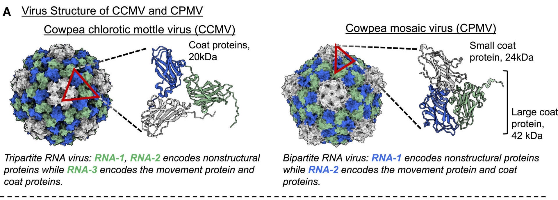 CCMV and CPMV nanoparticle characterization