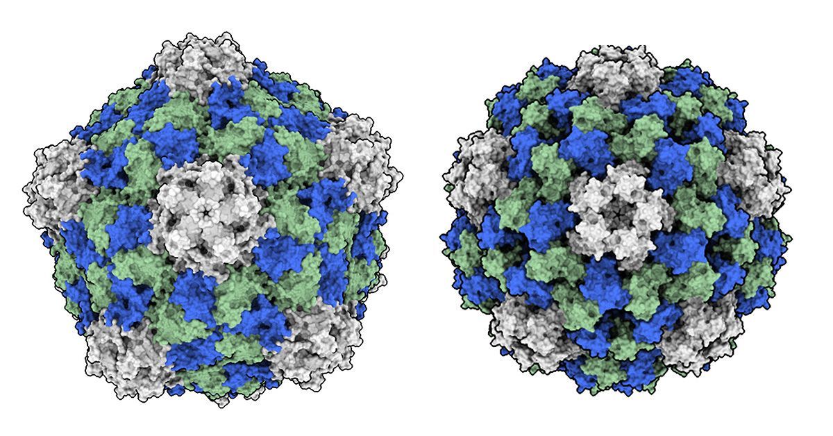 Side-by-side illustration of the cowpea mosaic virus (CPMV, left), which has potent cancer-fighting effects, and the closely related cowpea cholorotic virus (CCMV, right), which does not exhibit anti-tumor effects.