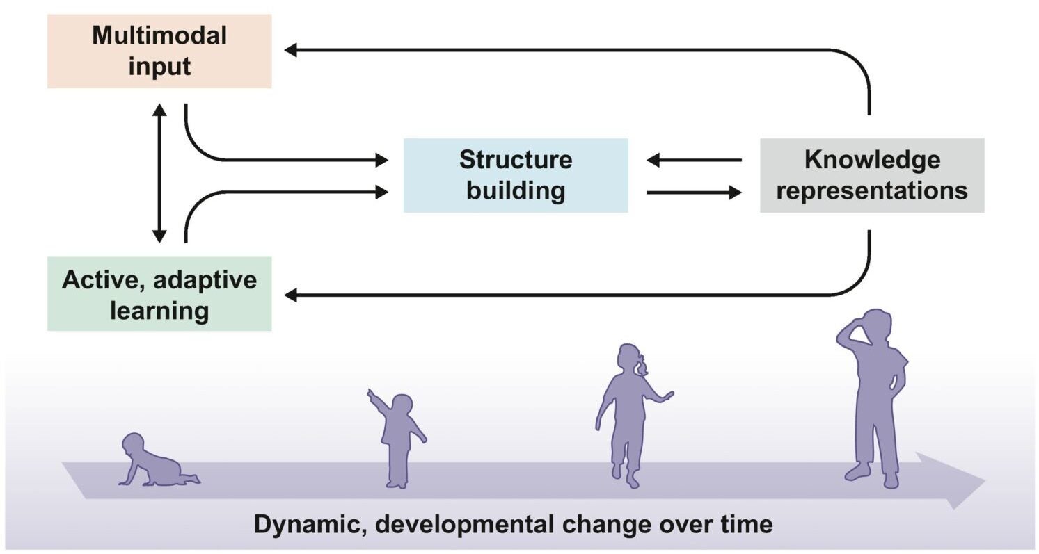 The feedforward–feedback process of language acquisition. Information received as the child actively learns from the multimodal environment is fed into the child’s structure-building (learning and processing) mechanisms, which build knowledge representations.