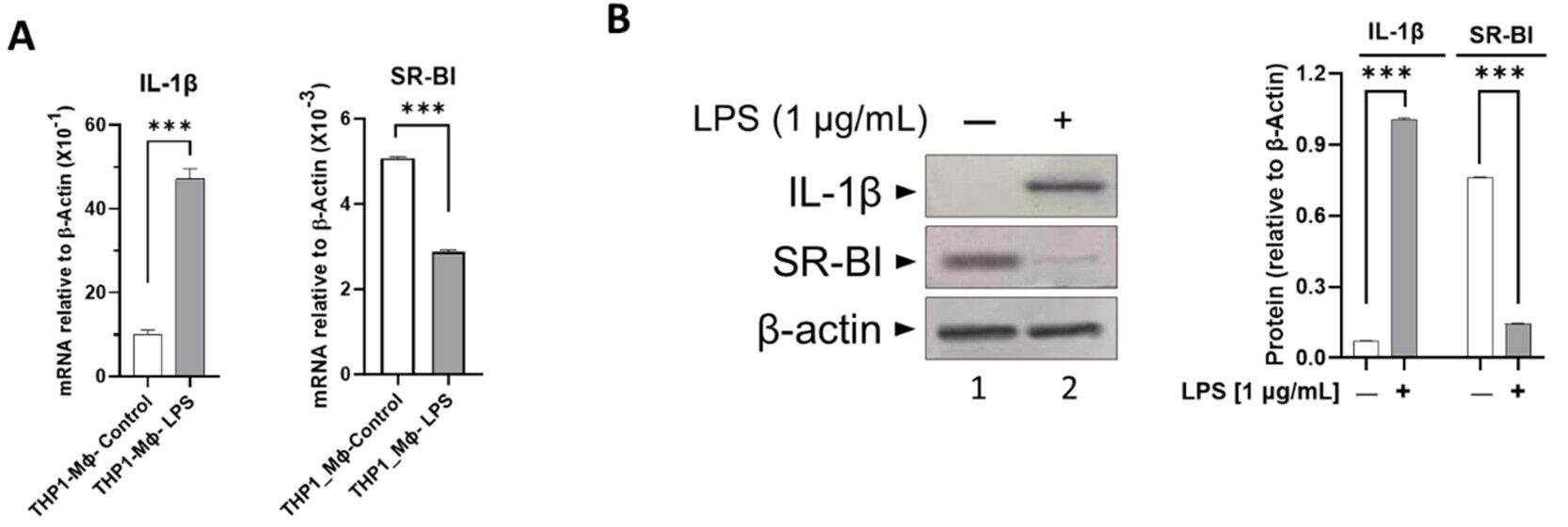SR-BI expression and cholesterol uptake are downregulated under LPS-induced inflammation in macrophages.