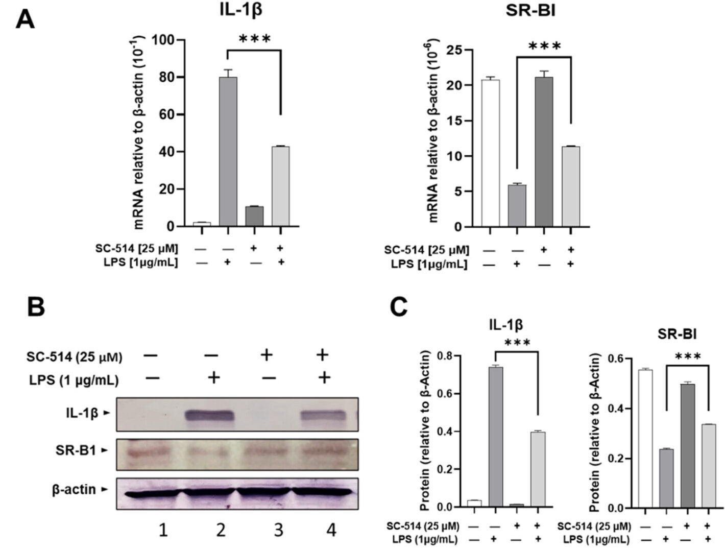 SR-BI expression is modulated by NF-κB signaling under LPS stimulation.