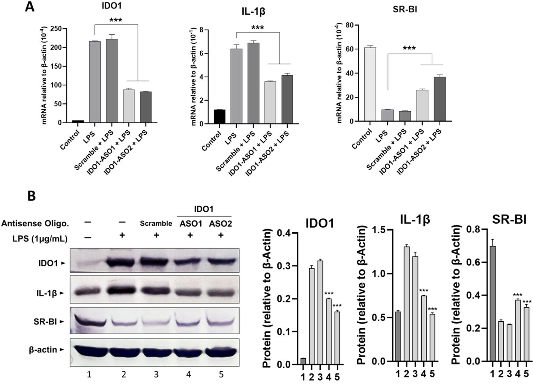 IDO1 knockdown rescued inflammation, SR-BI expression, and cholesterol uptake in THP1-macrophages (THP1-MΦ).