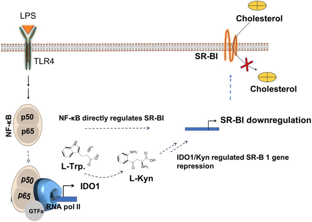 The potential mechanism of LPS-stimulated downregulation of SR-BI expression and cholesterol uptake regulated by IDO1.