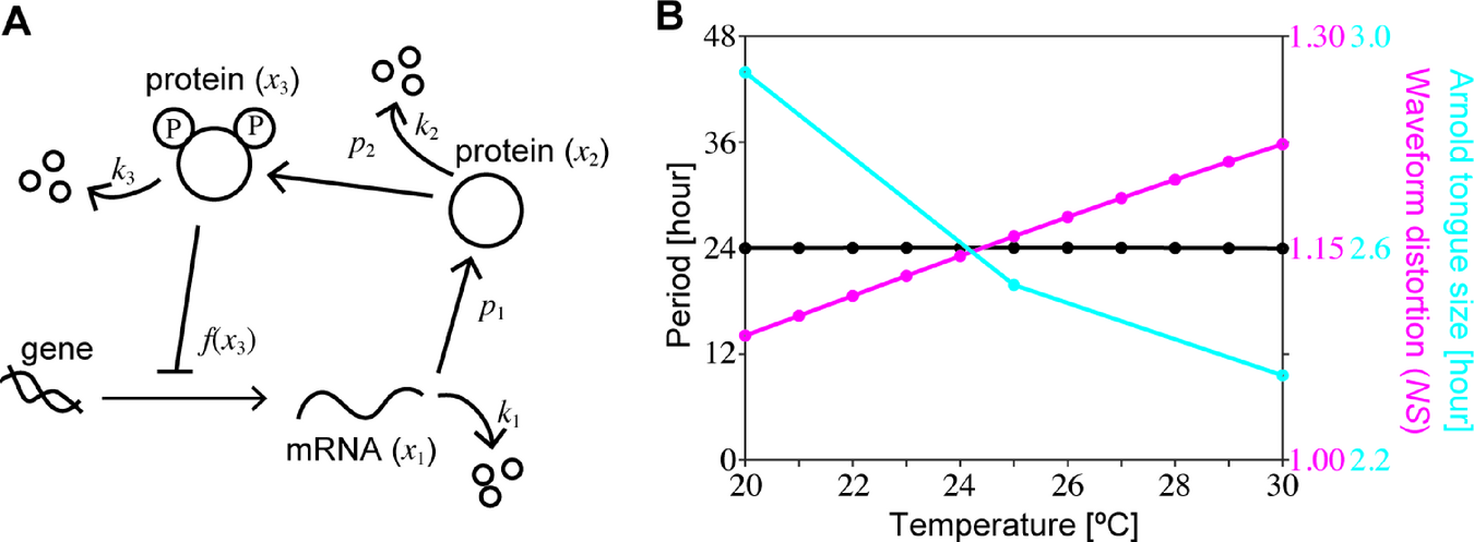 The circadian clock model and the relevance of waveform characteristics to temperature compensation and synchronization.
