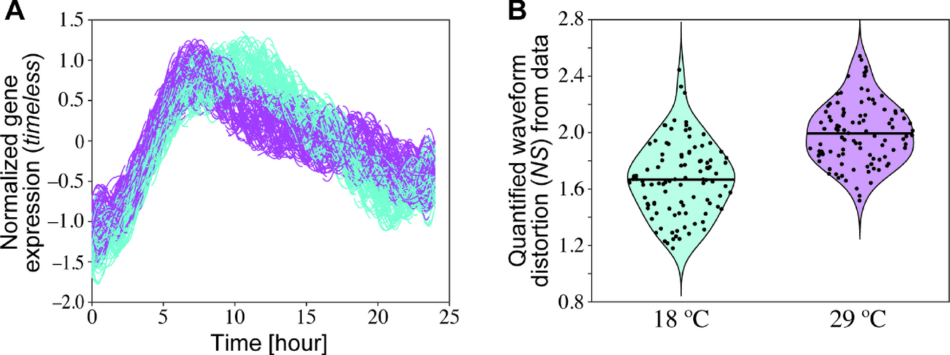 Analysis of the circadian waveform of wild-type Drosophila at different temperatures using previously reported experimental data.