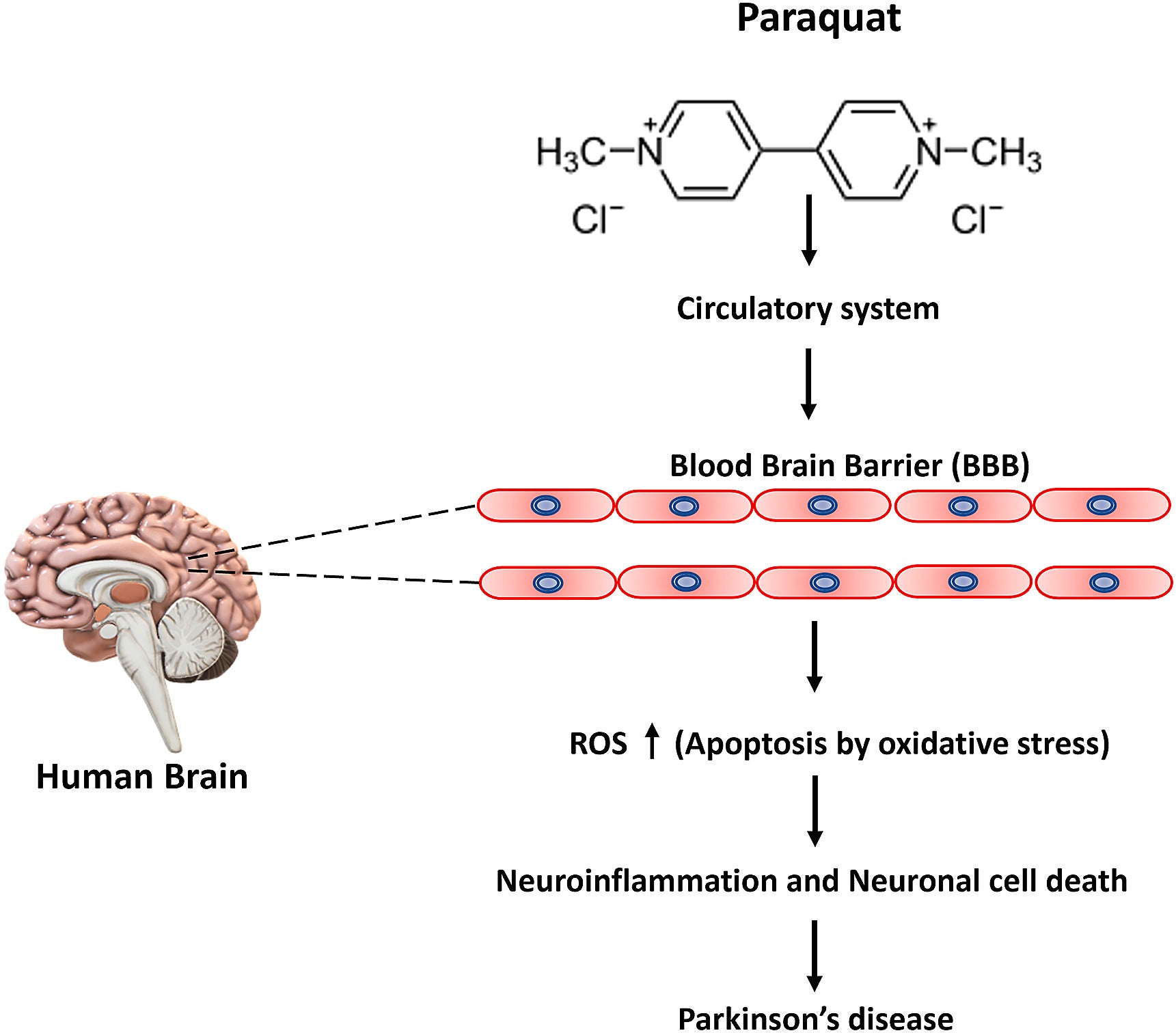Mechanism of paraquat toxicity inducing neuronal cell death in Parkinson's disease.