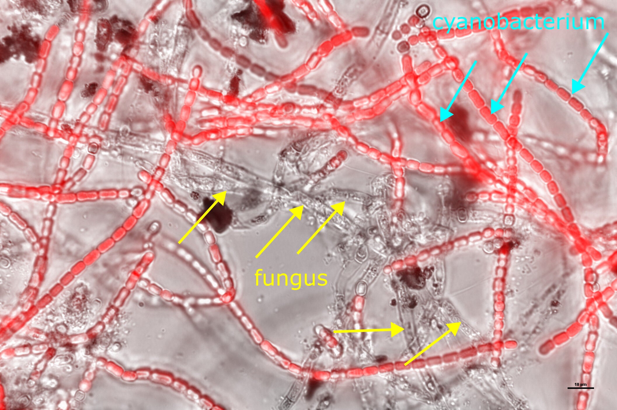 Microscopic view of the synthetic lichen system, in which red-colored fluorescent cells are cyanobacterial cells and the non-fluorescent cells are fungal cells.