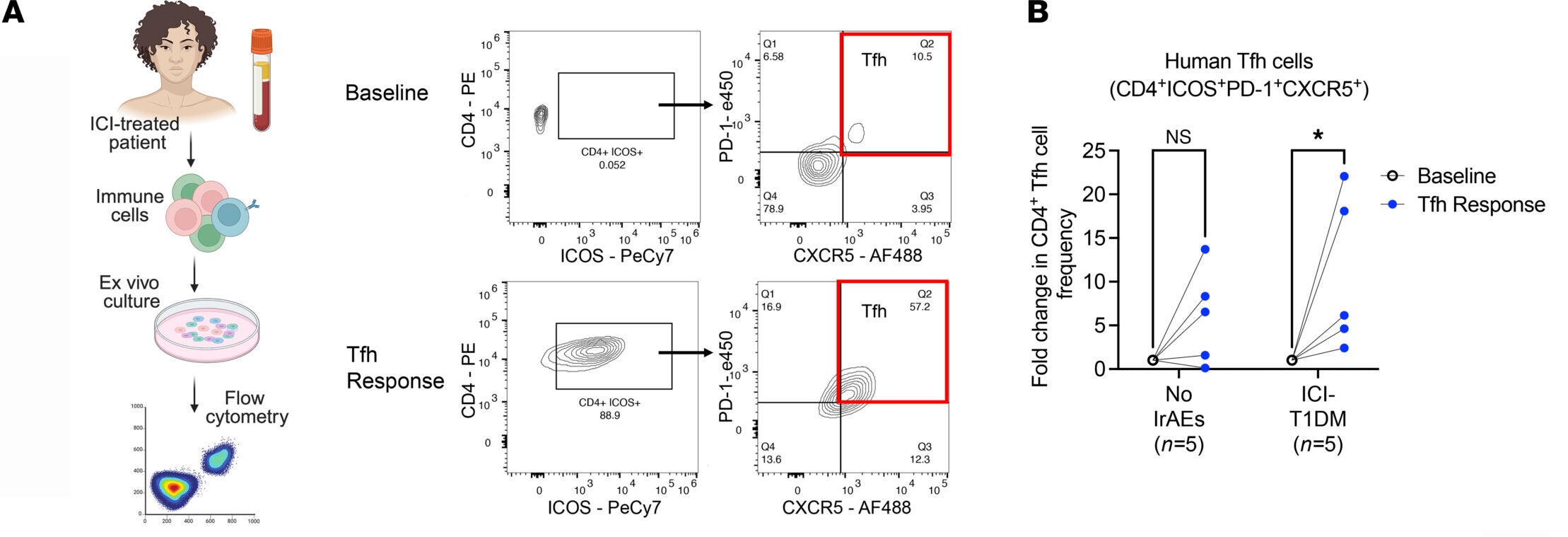Representative flow cytometry of PBMC from ICI-treated patients at baseline and after ex vivo culture under Tfh-skewing conditions