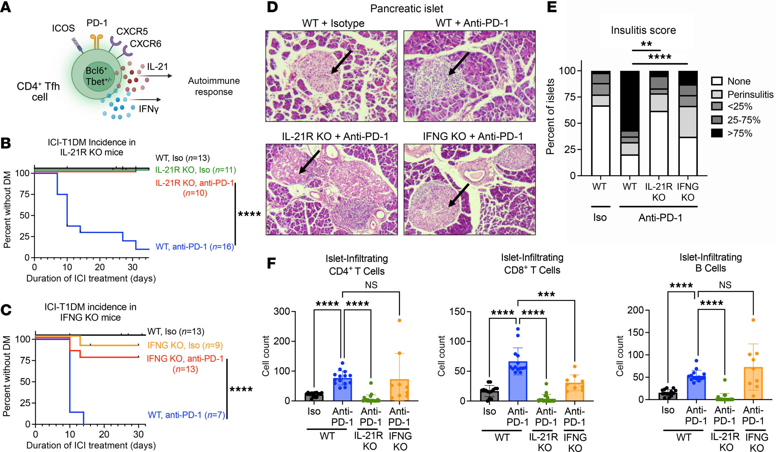 IL-21 and IFN-γ are key cytokine mediators of ICI-T1DM.
