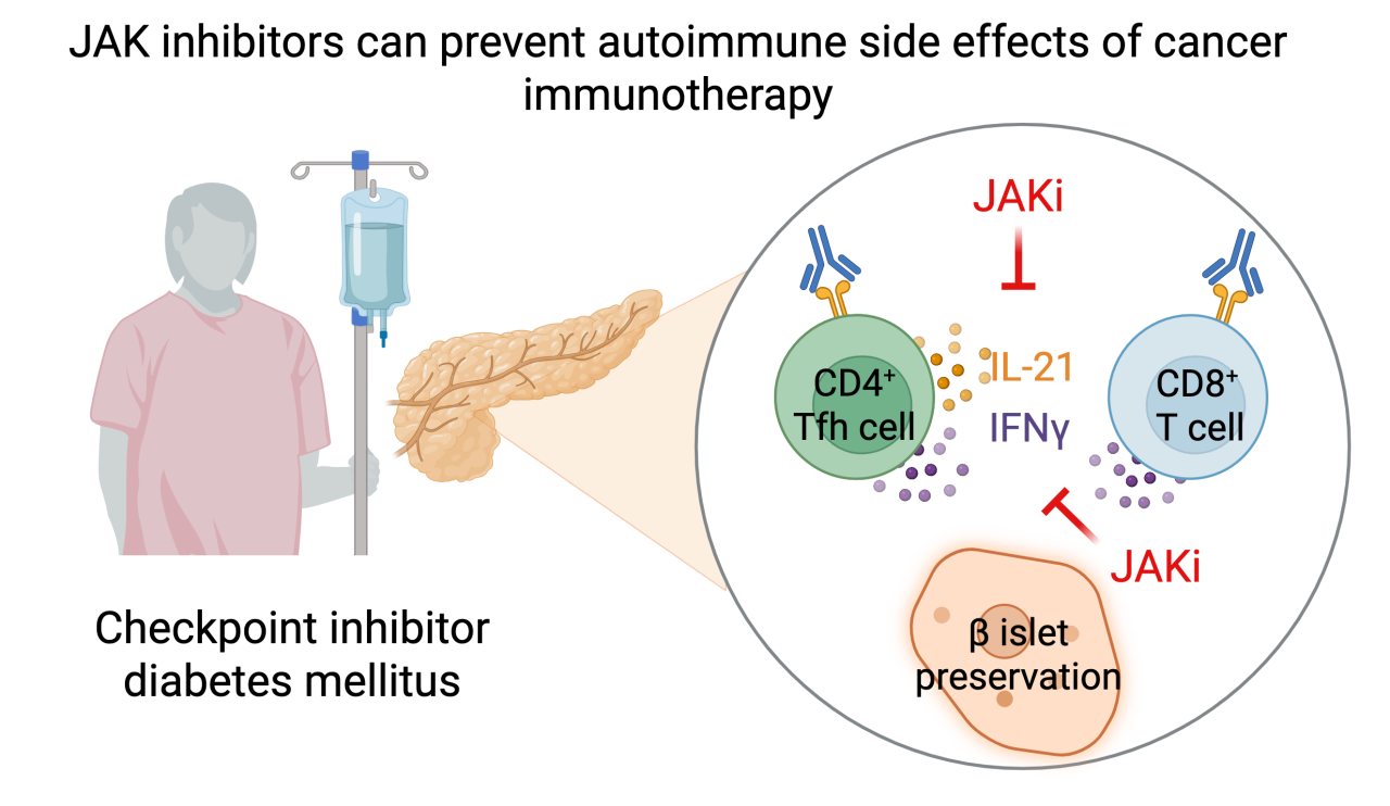 JAK inhibitors, which are already FDA-approved for conditions like psoriasis and arthritis, can stop the autoimmune attack on insulin-producing cells in the pancreas and, in some cases, even reverse the damage