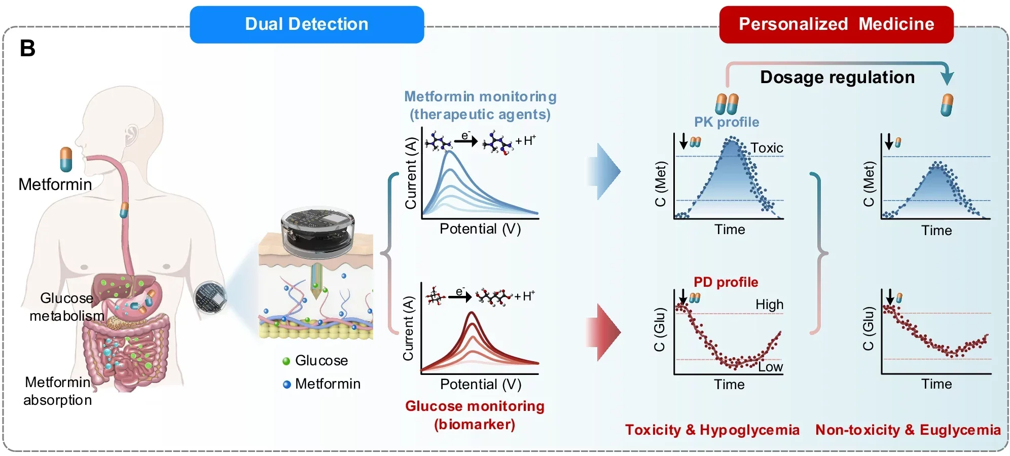 Microneedle-based minimally invasive dual-biomarker sensor: towards precise diagnosis of glucose/metformin. The process of personalized medicine includes PK/PD evaluation and feedback therapy.
